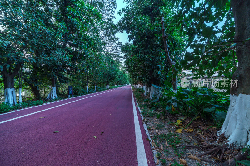 广州番禺大夫山森林公园树林红色景观跑道