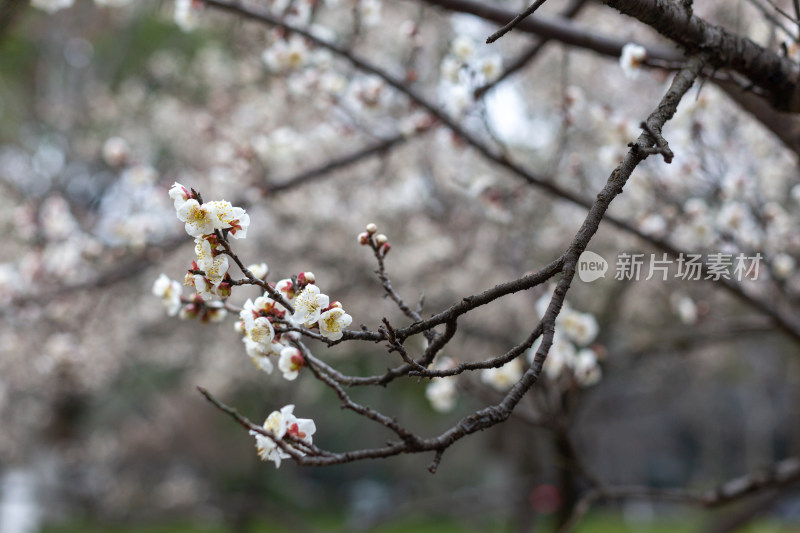 杭州湘湖盛开的白色梅花