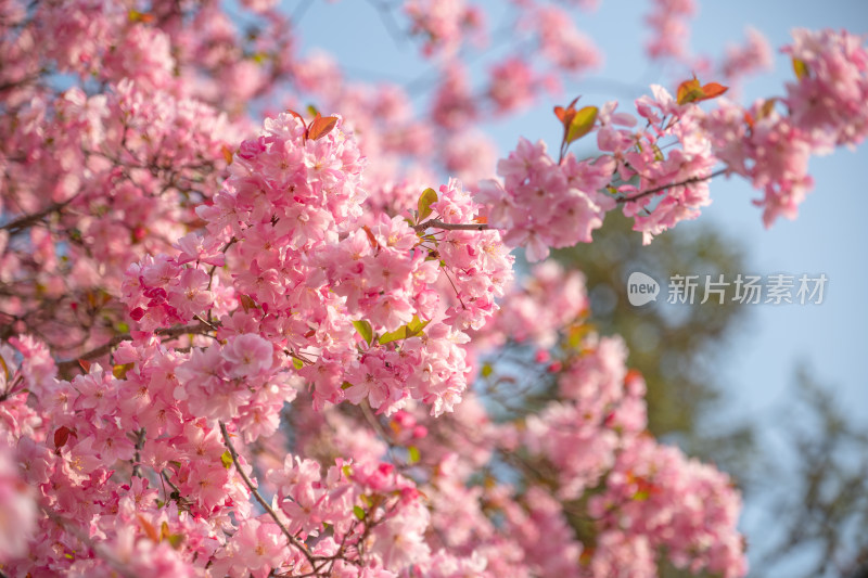 盛开的粉色樱花树美丽景象