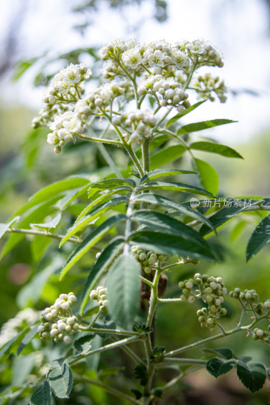 春天花楸树绿叶白花清新绽放