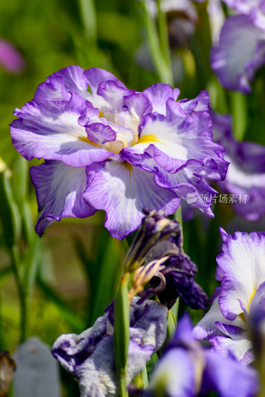 户外盛开的紫色系花朵