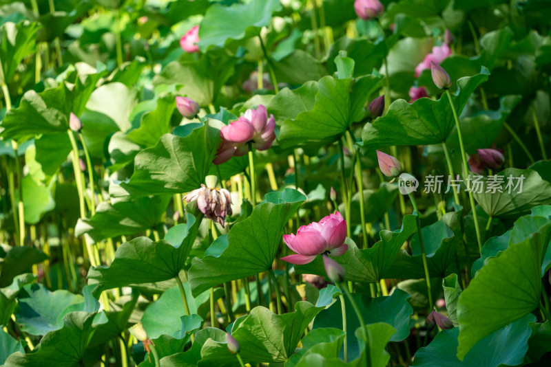 夏天池塘的荷花