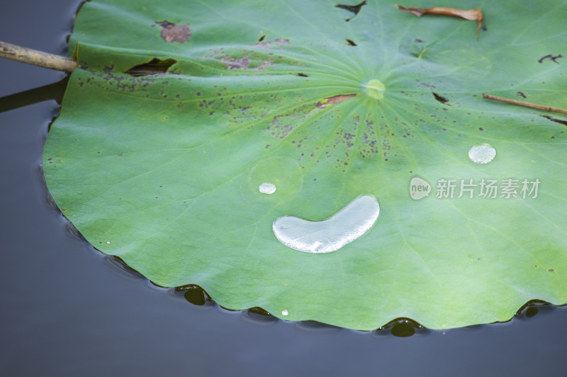 夏日雨后晴天的圆形荷叶