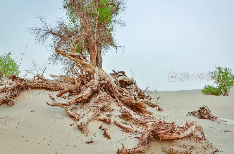 新疆塔克拉玛干沙漠胡杨树