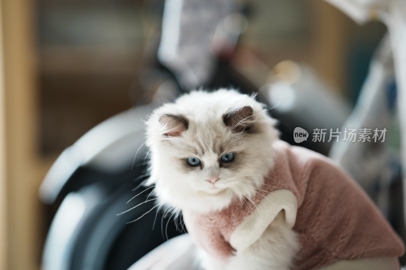 家里穿的衣服的小奶猫