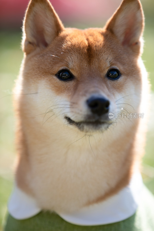 一只柴犬的头部特写