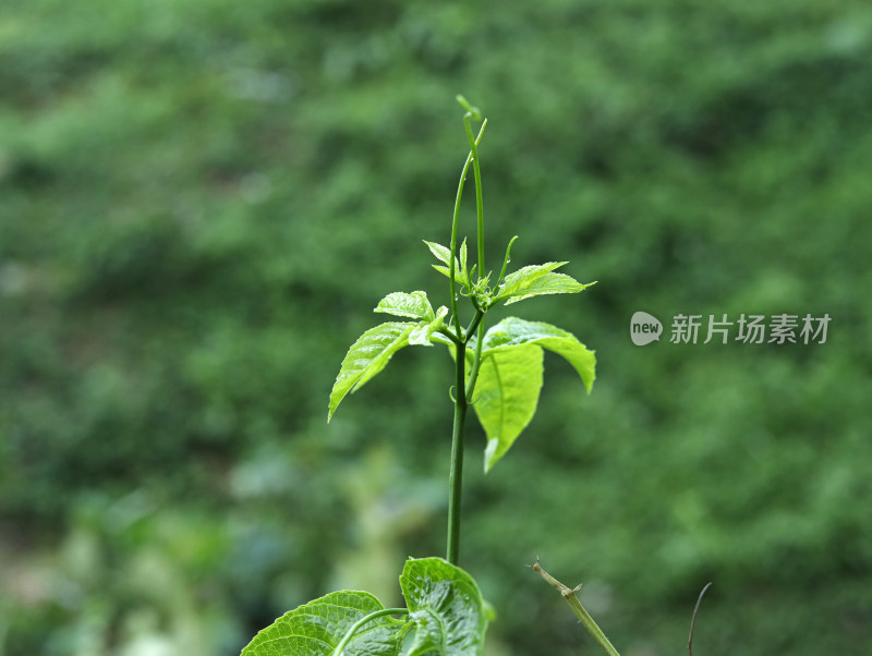 春天绿色的植物叶子树叶和水滴雨滴