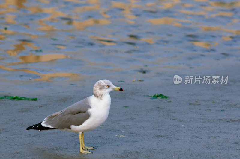 海滩上一只站立的海鸥