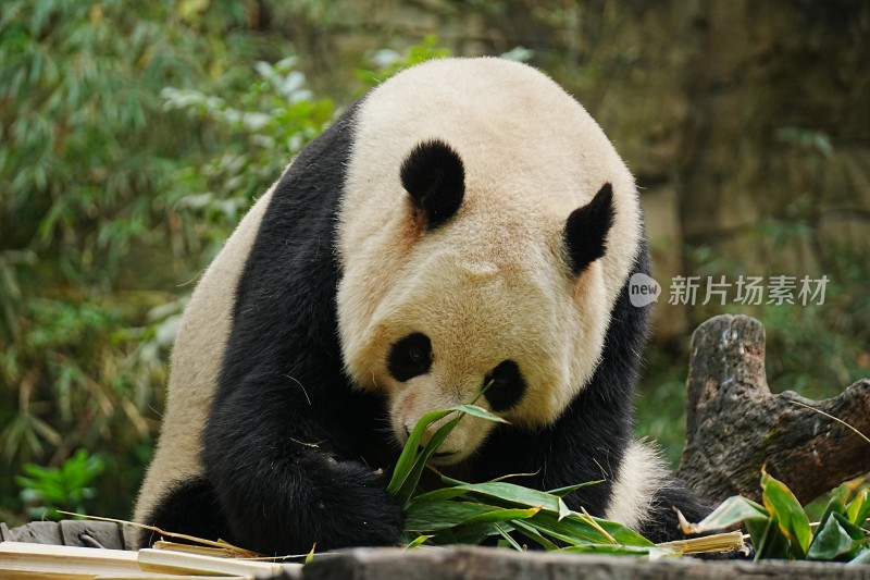 大熊猫在树林中进食