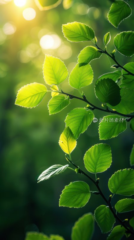 雨后阳光植物绿叶逆光树叶自然背景