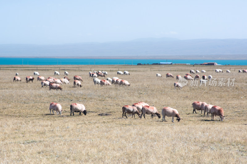中国西部青海青海湖秋天草原牧场羊群
