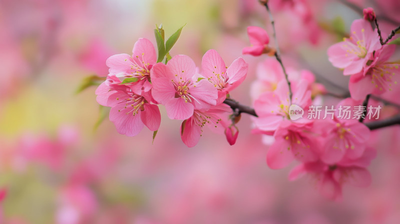 立春粉嫩桃花特写壁纸背景图