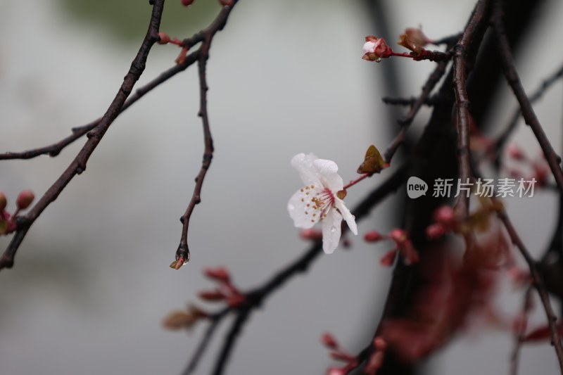 特写绽放的白色花枝