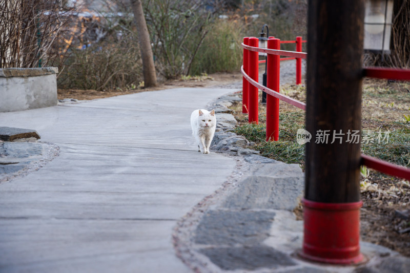 白猫白猫行走在街道中