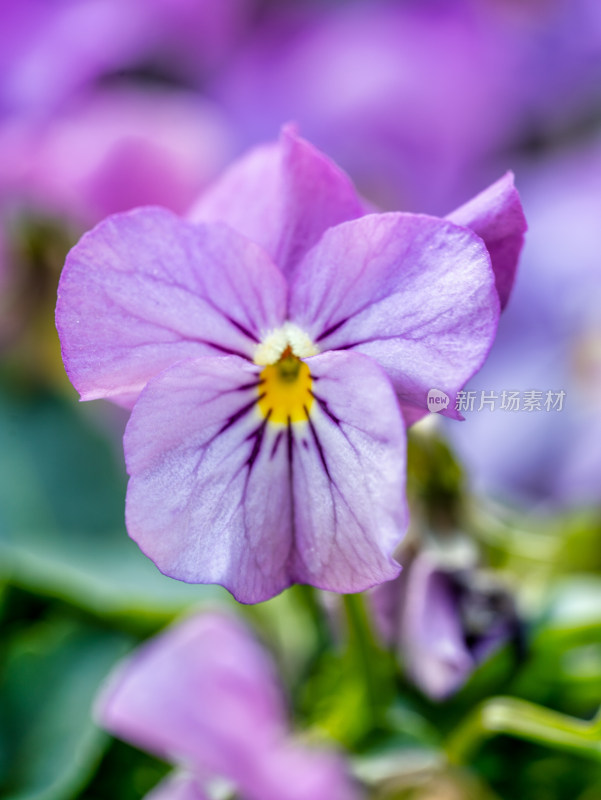 冬天的三色堇开花特写