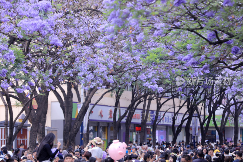 蓝花楹 教场中路蓝花楹绽放