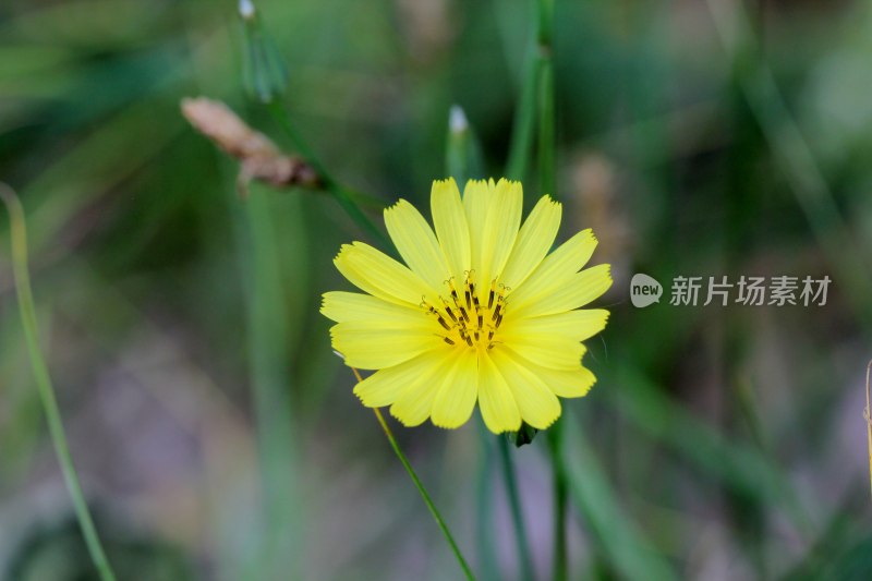 野生苦菜开花