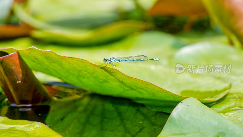 阳光下的蜻蜓在水面睡莲叶子之上