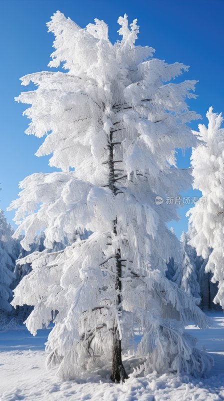 冬季雪山林中被冰雪覆盖着的树