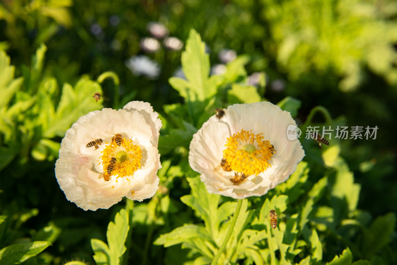 漂亮的花朵虞美人特写