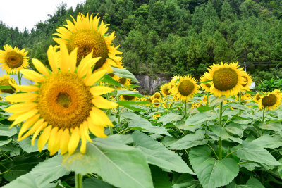 美丽田野田园太阳花葵花花朵向日葵航拍