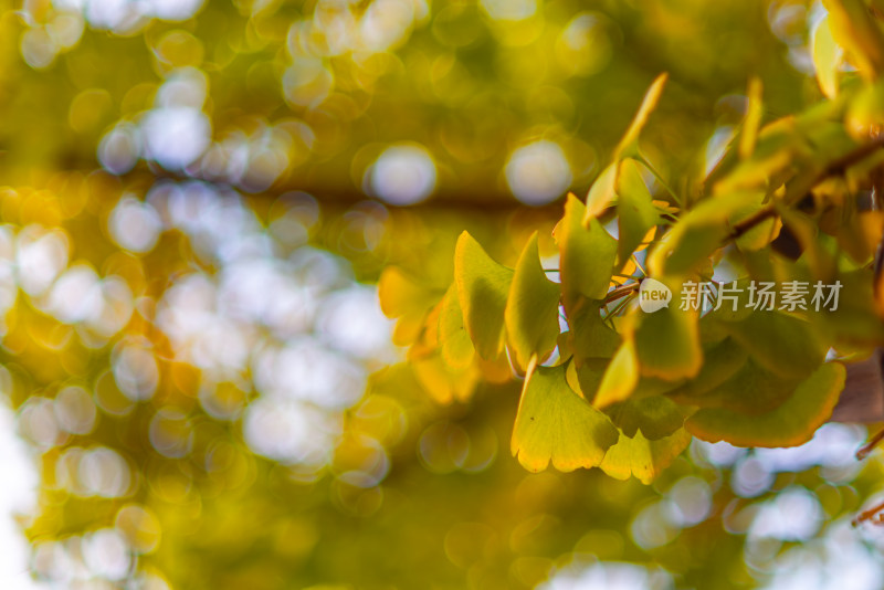 秋天的风景银杏树叶