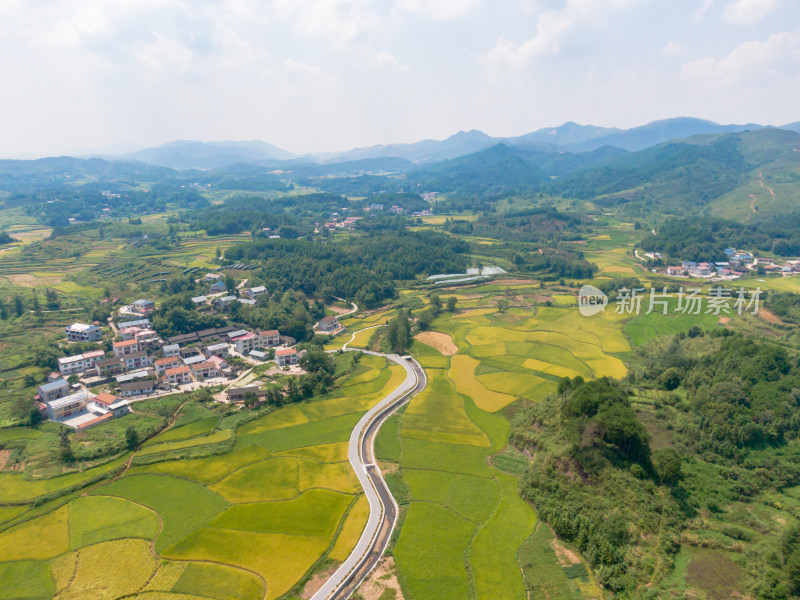 丘陵地貌金黄稻田农业种植航拍摄影图