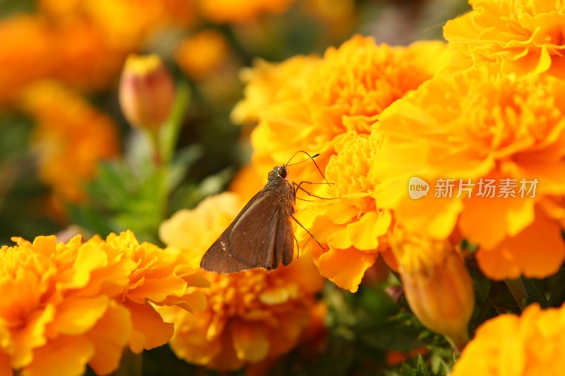 盛开的花朵