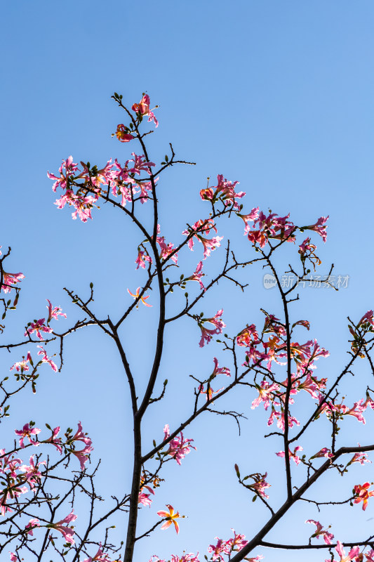 异木棉花