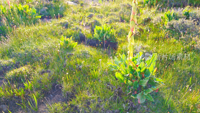 青藏高原植物苞叶大黄