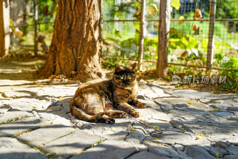 玳瑁猫在树下躺着宠物猫