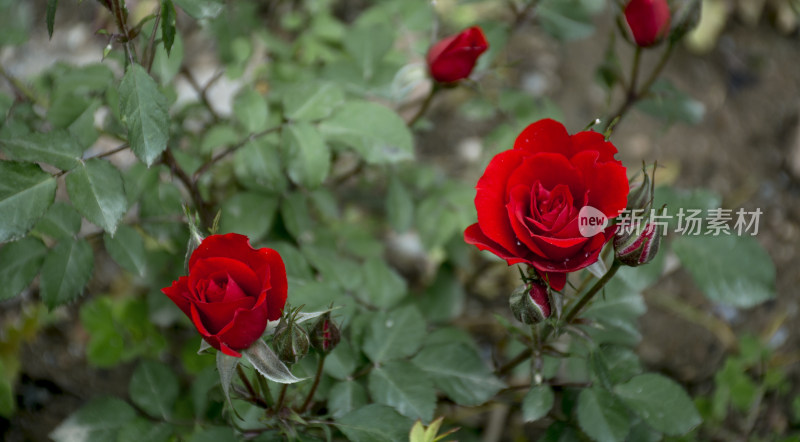 浪漫红色的玫瑰花特写