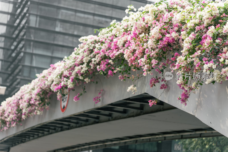 城市中鲜花覆盖的天桥景观