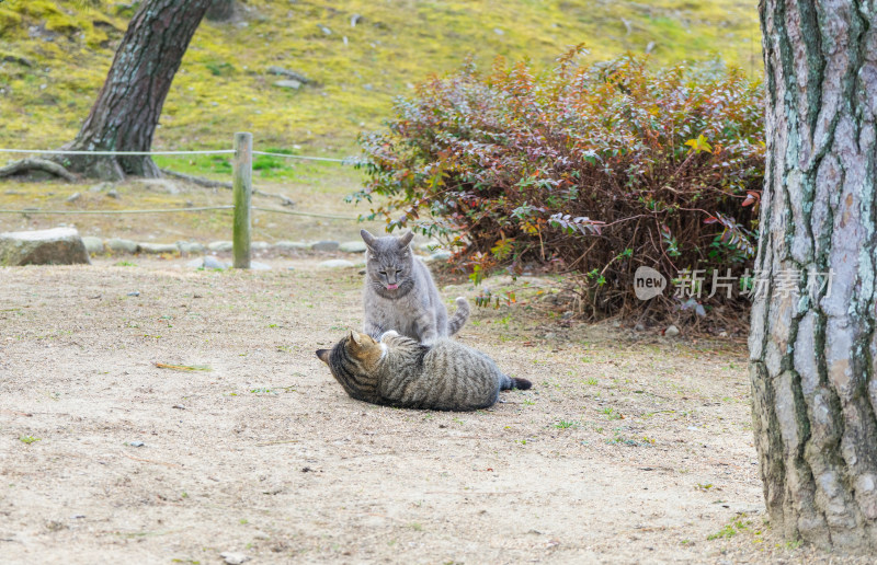 公园里两只嬉戏打闹的小猫