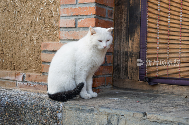 农村院子门前的白猫