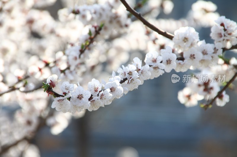 粉色桃花