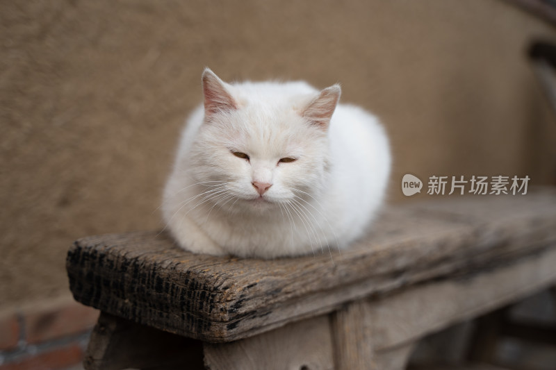 白猫在木凳上睡觉