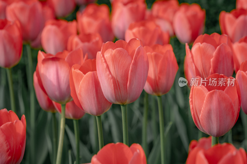 春天阳光下盛开的郁金香花朵