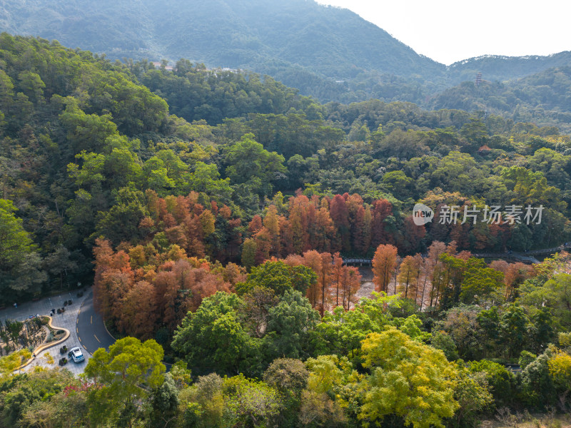 深圳仙湖植物园落羽杉