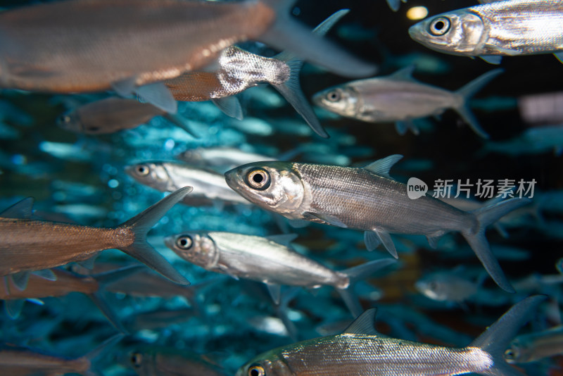 亚特兰蒂斯酒店水族馆