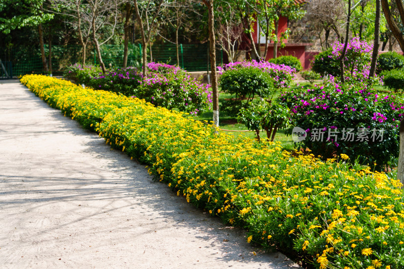 黄花植物黄金菊