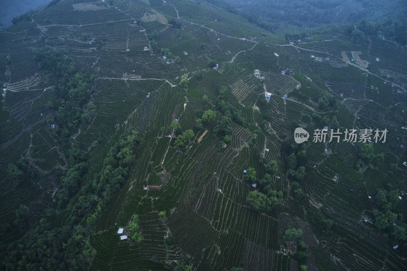 杭州龙井梅岭茶园