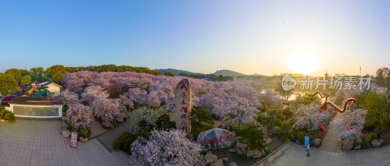 武汉东湖磨山樱花园樱花盛开