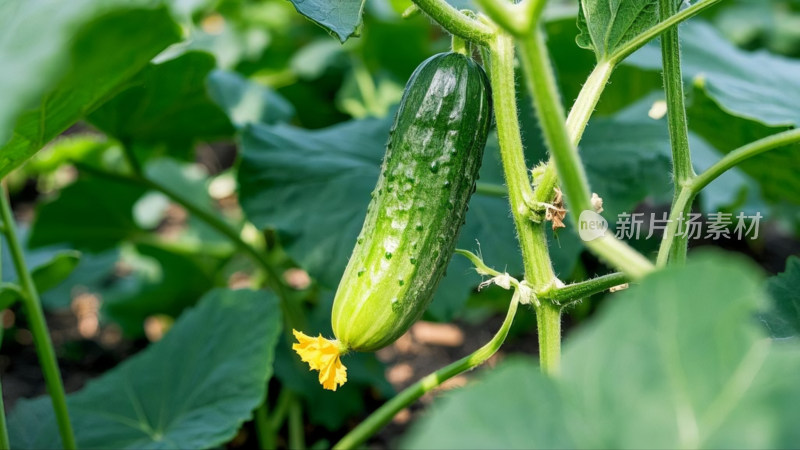 新鲜黄瓜蔬菜