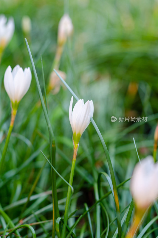 洁白的葱莲花特写