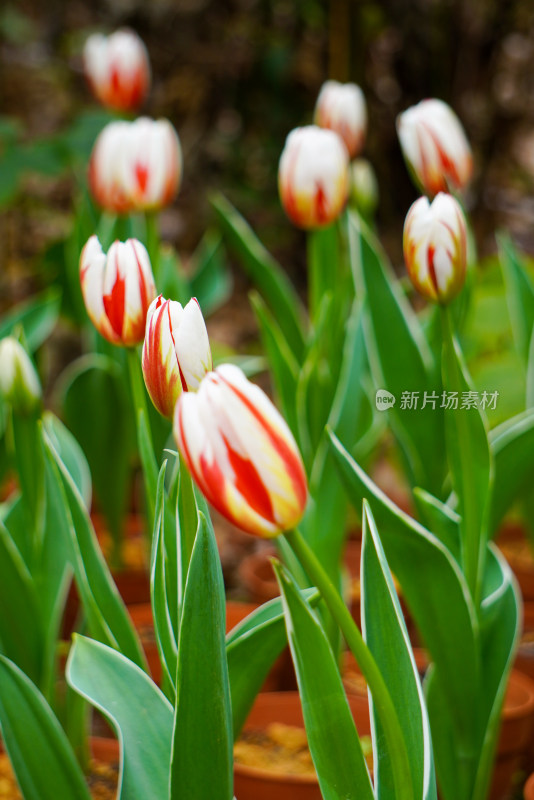 郁金香特写