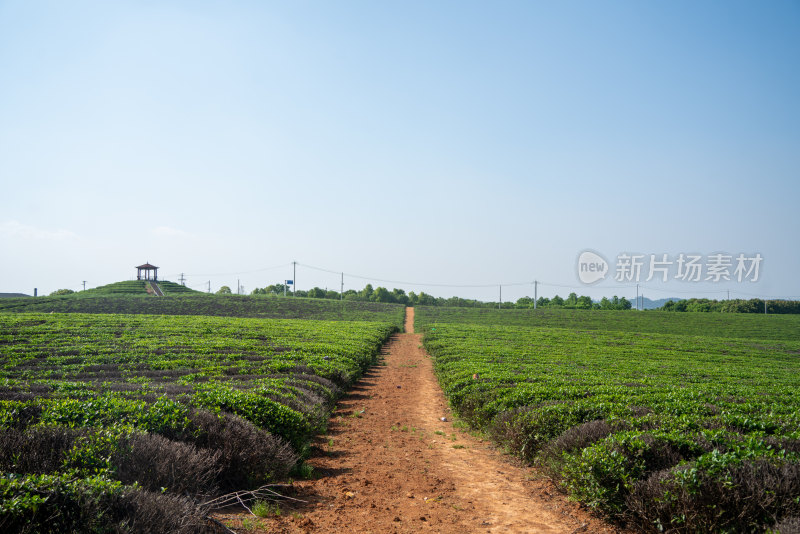 春天茶园采茶