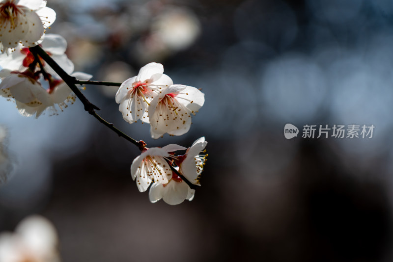 梅花花朵