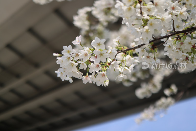 春天盛开的梨花特写