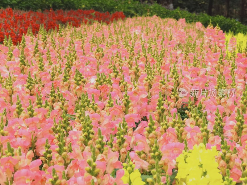 佛山市千灯湖公园金鱼草花海